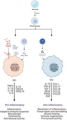 Role of metabolic reprogramming in pro-inflammatory cytokine secretion from LPS or silica-activated macrophages